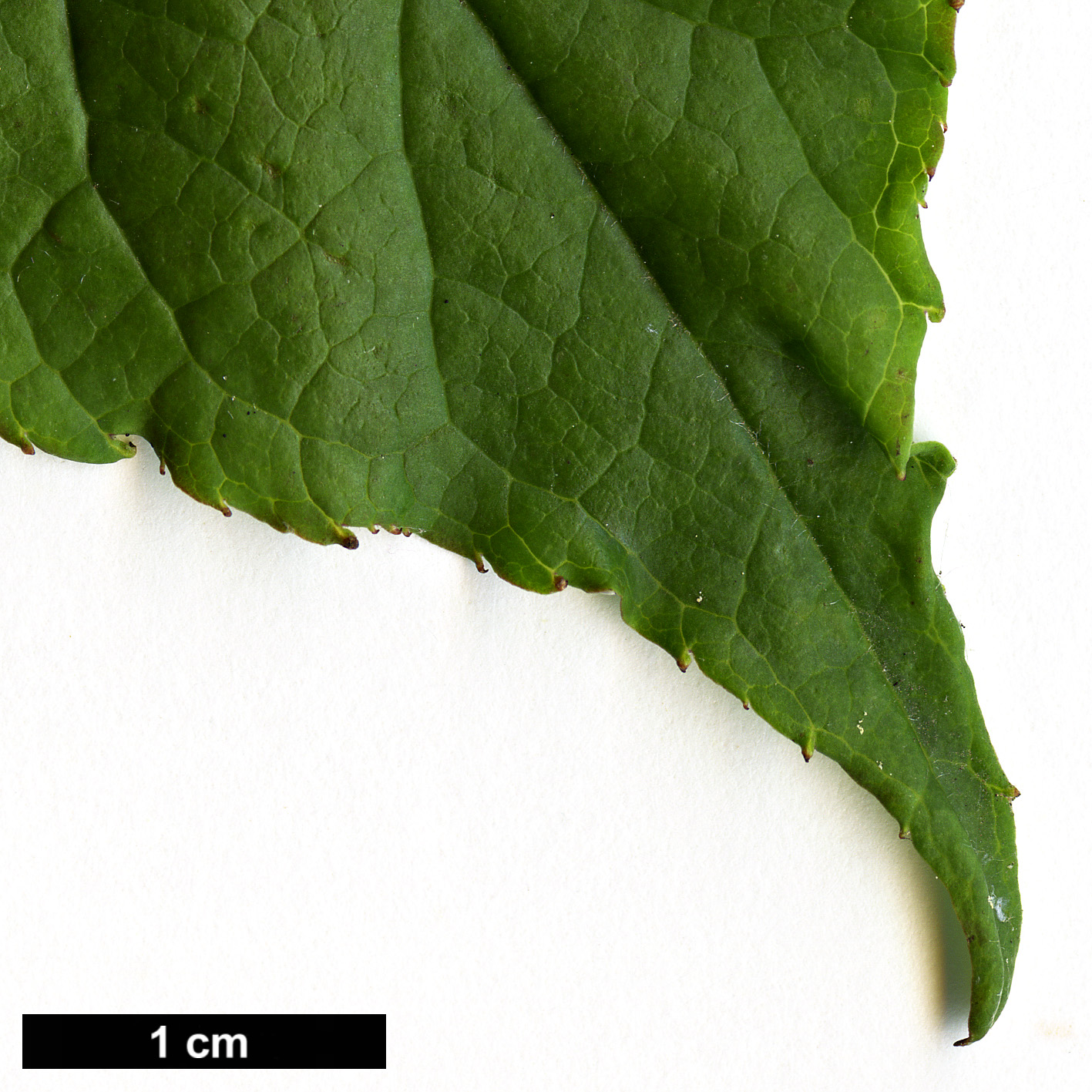 High resolution image: Family: Aquifoliaceae - Genus: Ilex - Taxon: collina